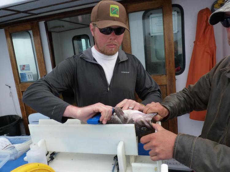 Results from an ODFW study of the black rockfish population off Newport was used in federal stock assessments.