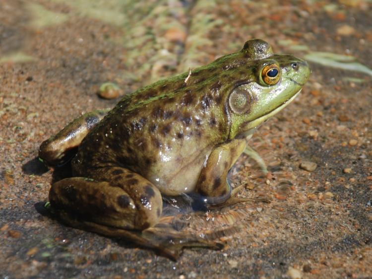 The American bullfrog impacts water quality and preys upon many native turtles, frogs, fish, and snakes.