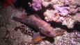 Brown_rockfish_Oregon_Coast_Aquarium_460.jpg