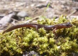 Clouded Salamander