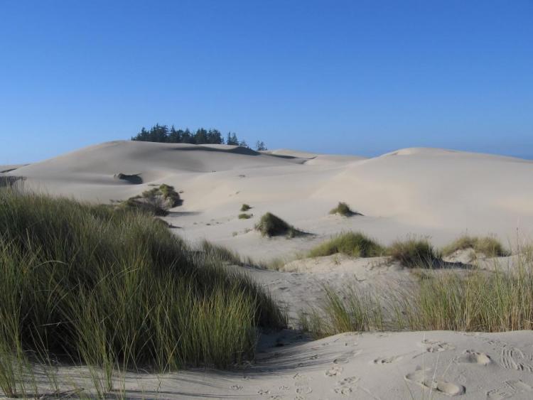 Oregon Coastal Dunes