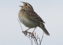 Grasshopper Sparrow