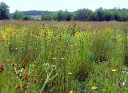 Grassland Strategy Habitat