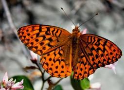 Great Spangled Fritillary