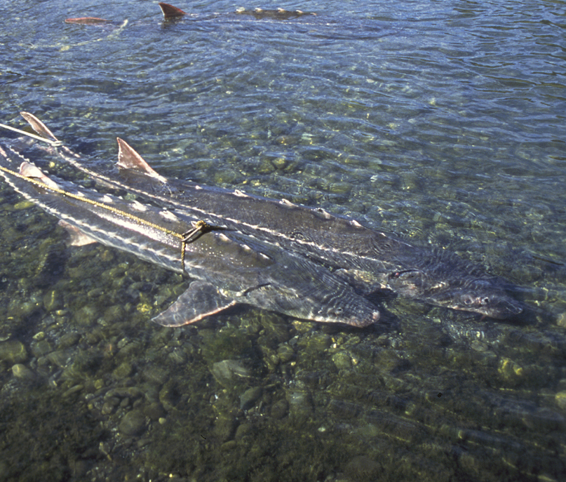 Green Sturgeon, Southern DPS Oregon Conservation Strategy