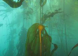 bull kelp