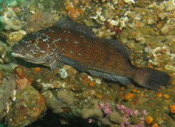 Kelp greenling