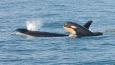 Killer_Whale_Southern_Resident_DPS_credit_NOAA_Fisheries_460.jpg