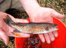 Lahontan Cutthroat Trout