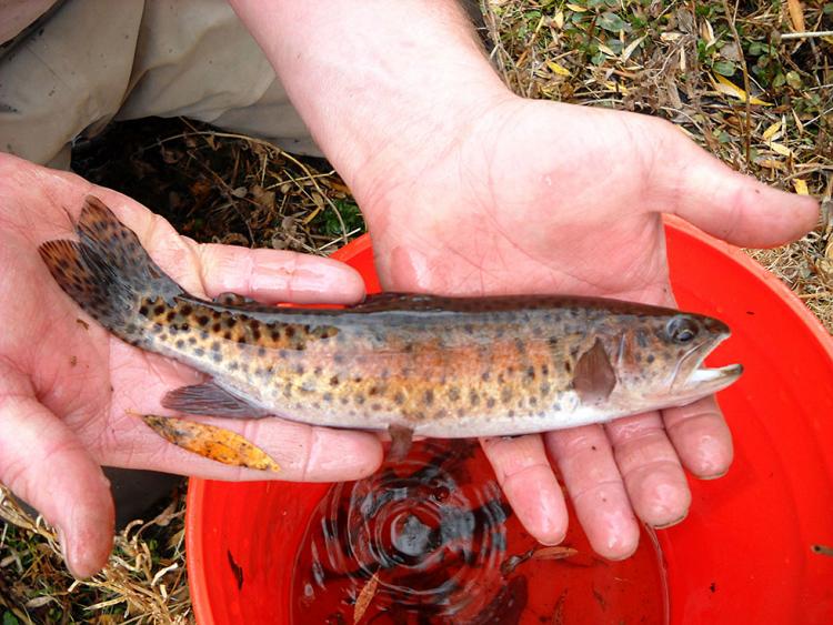 Lahontan Cutthroat Trout