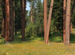 Ponderosa Pine Woodlands Strategy Habitat, within the Ochoco National Forest, in Oregon.