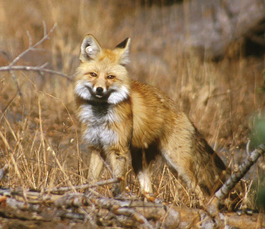 Sierra Nevada Red Fox Oregon Conservation Strategy