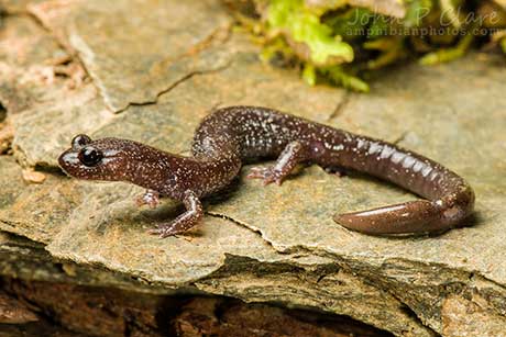 Siskiyou_Mountain_salamander_John_Clare_Flickr_460.jpg