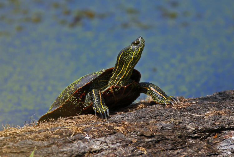 Western Painted Turtle on a log