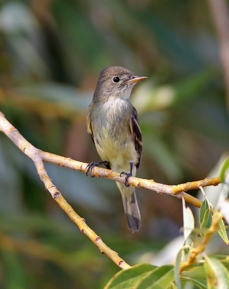 Willow Flycatcher – Oregon Conservation Strategy