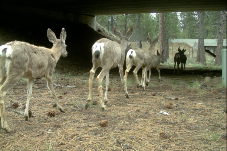 Barriers to Animal Movement Oregon Conservation Strategy